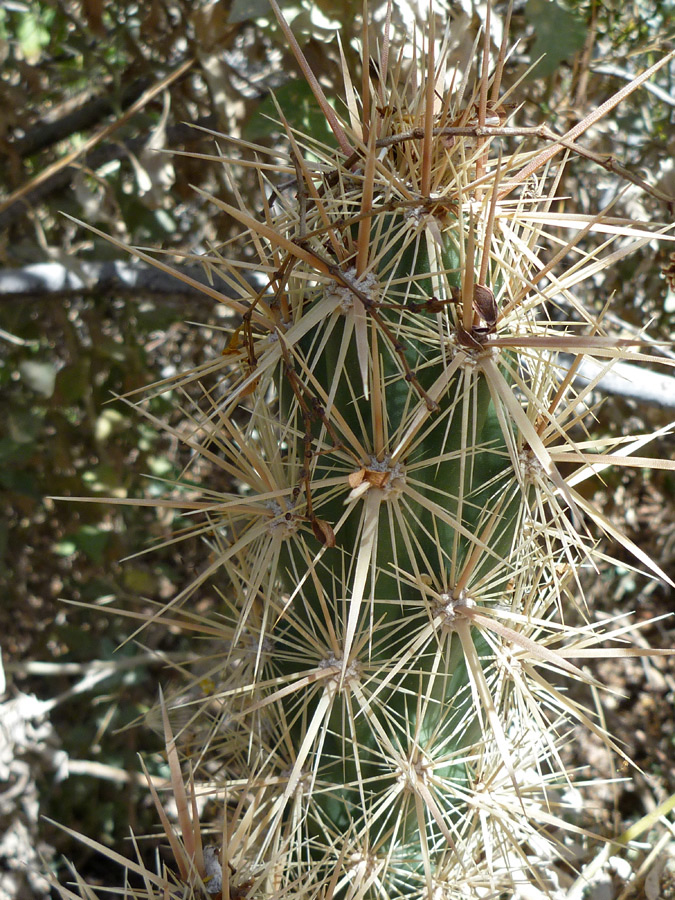 Spiny stem