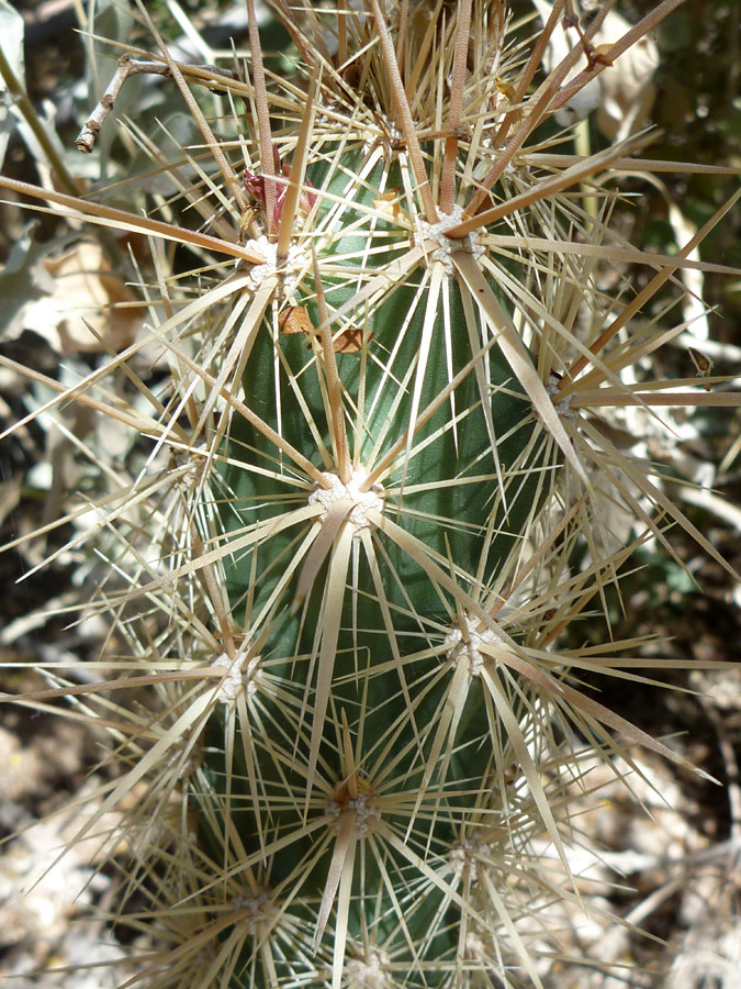 Light brown spines