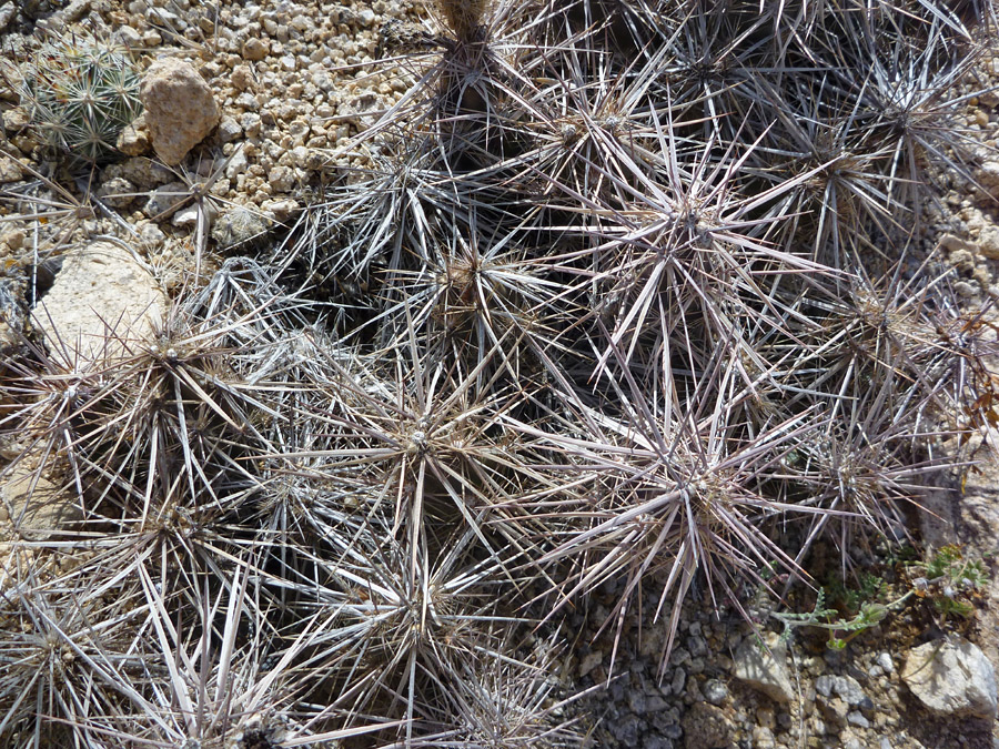 Dense spines