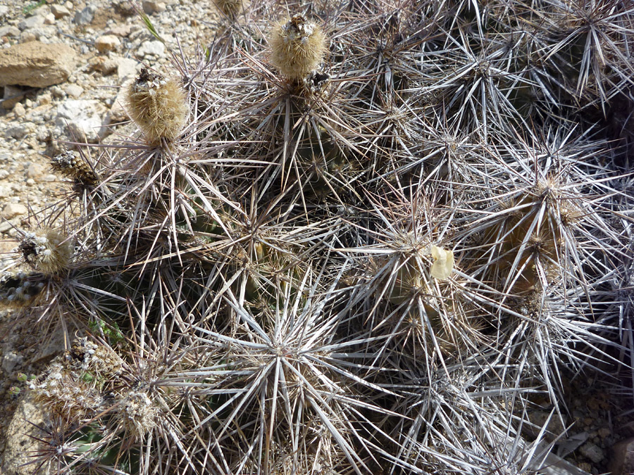 Stems and old fruit