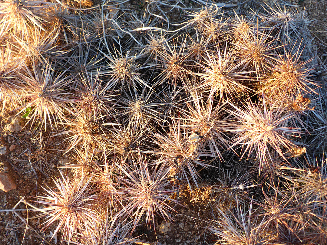 Sun on spines