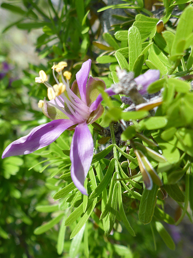 Flower and leaves