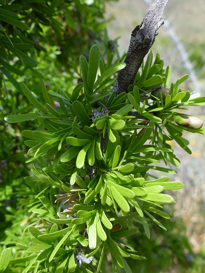 Dense clusters of leaves