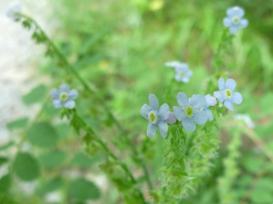 Tiny flowers