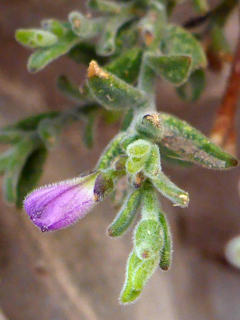 Hairy purple corolla