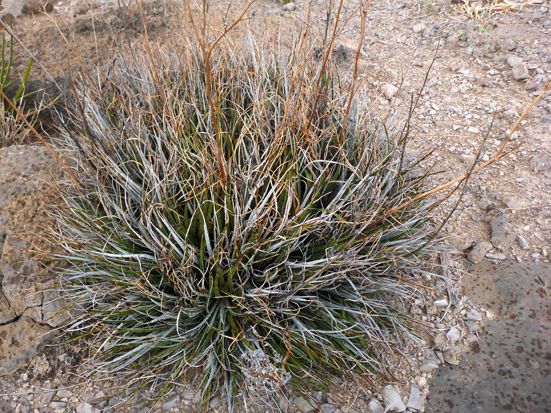 Large plant