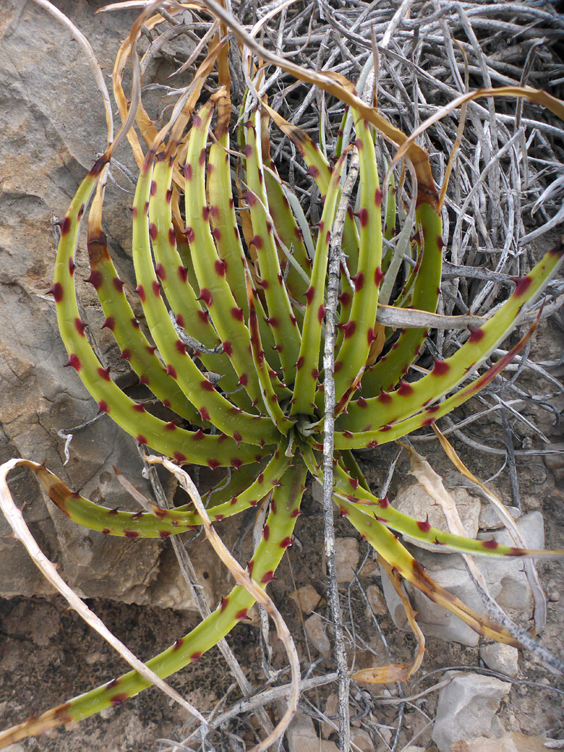 Red spines