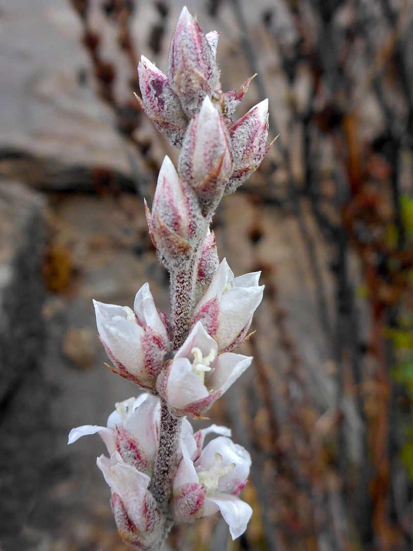 Elongated inflorescence
