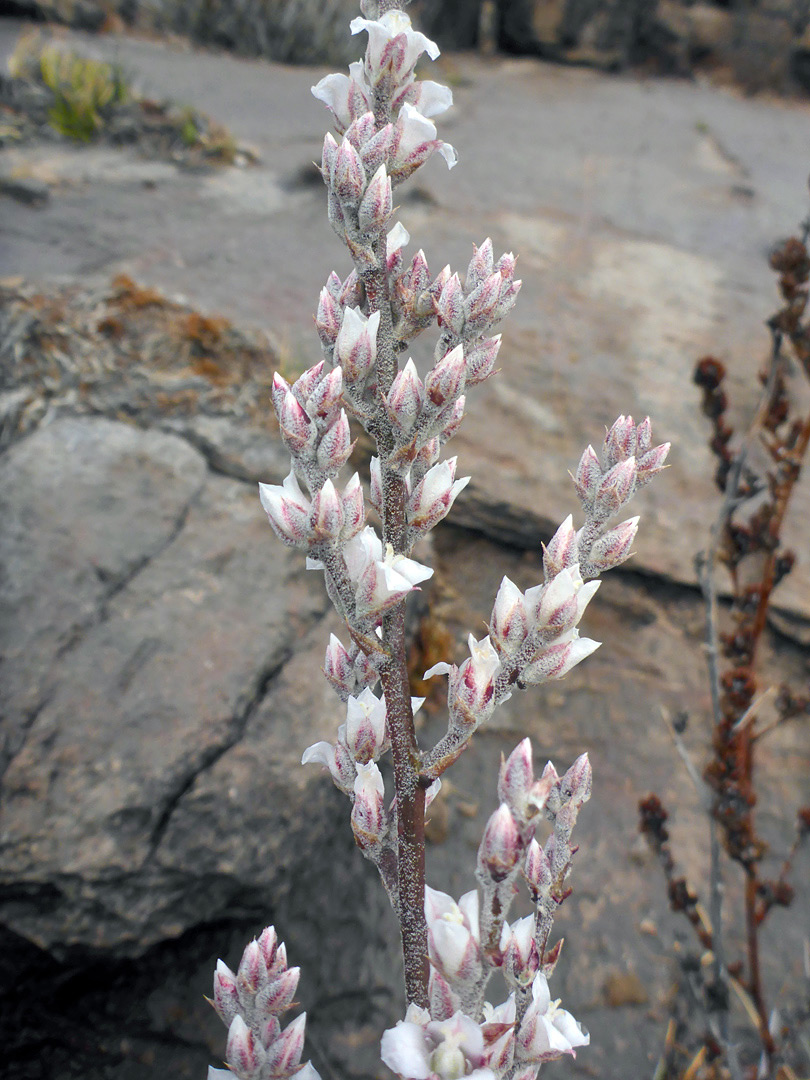 Branched flower spike