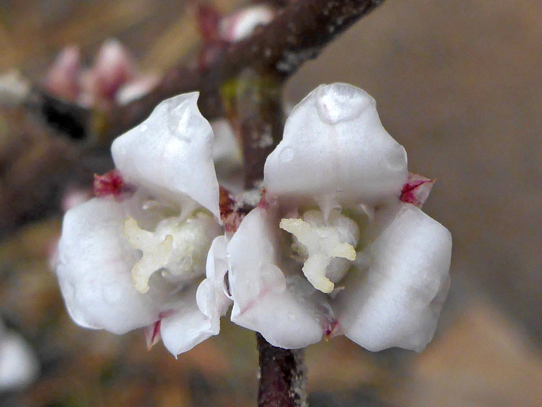 Pair of flowers