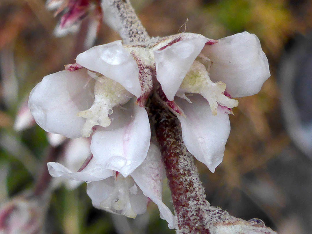 White flowers