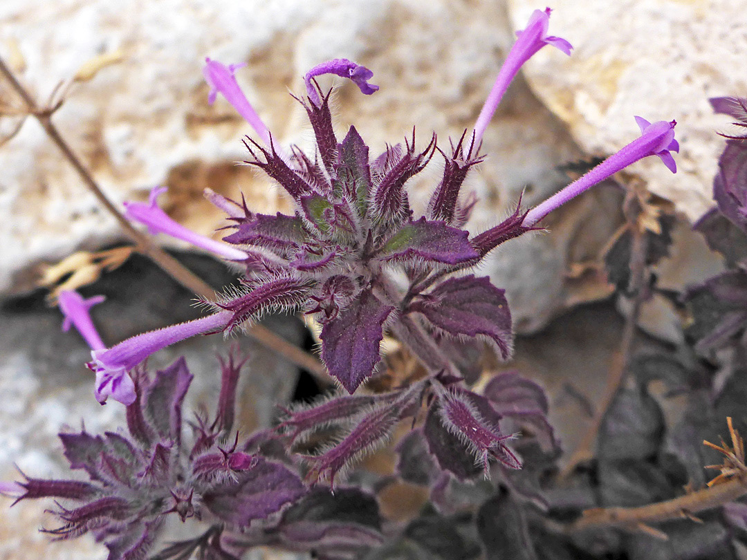 Purple inflorescence