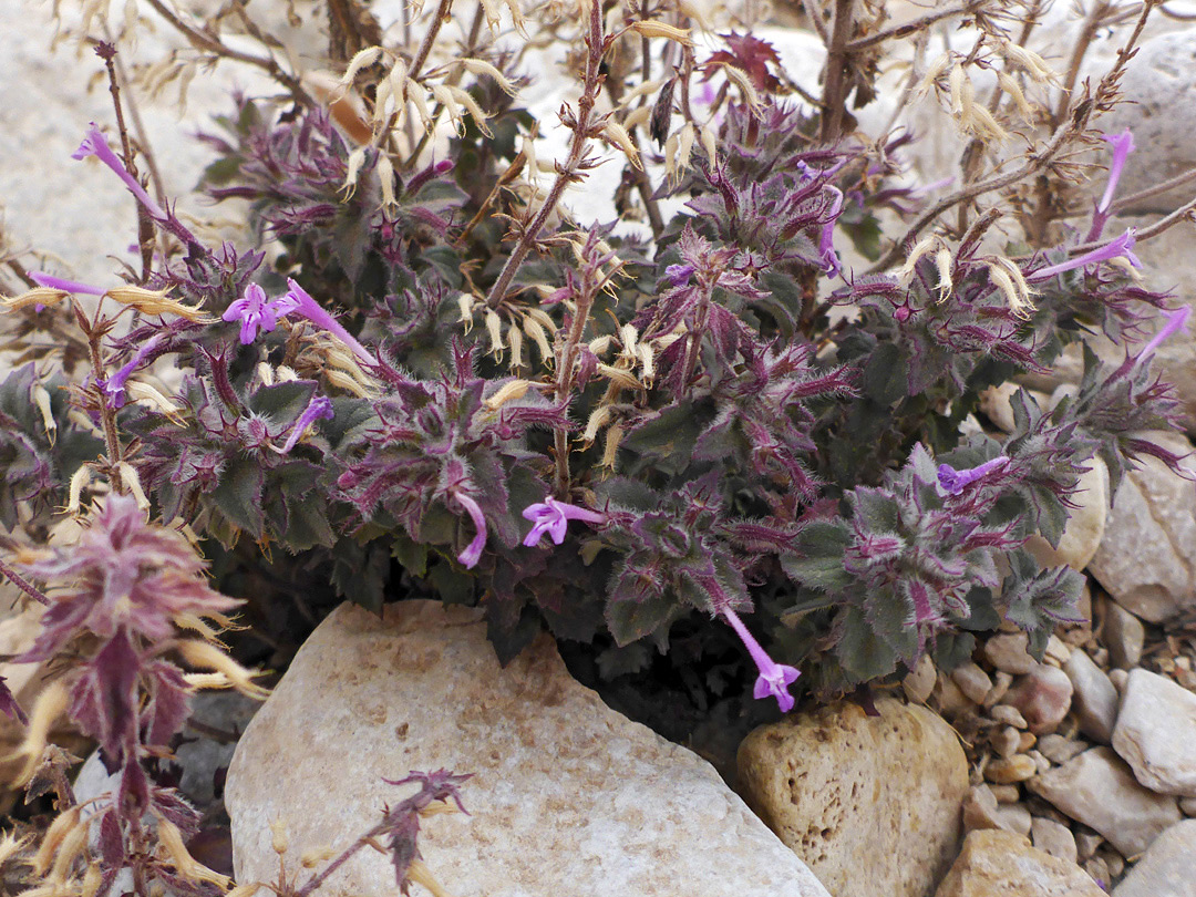 Plant in situ