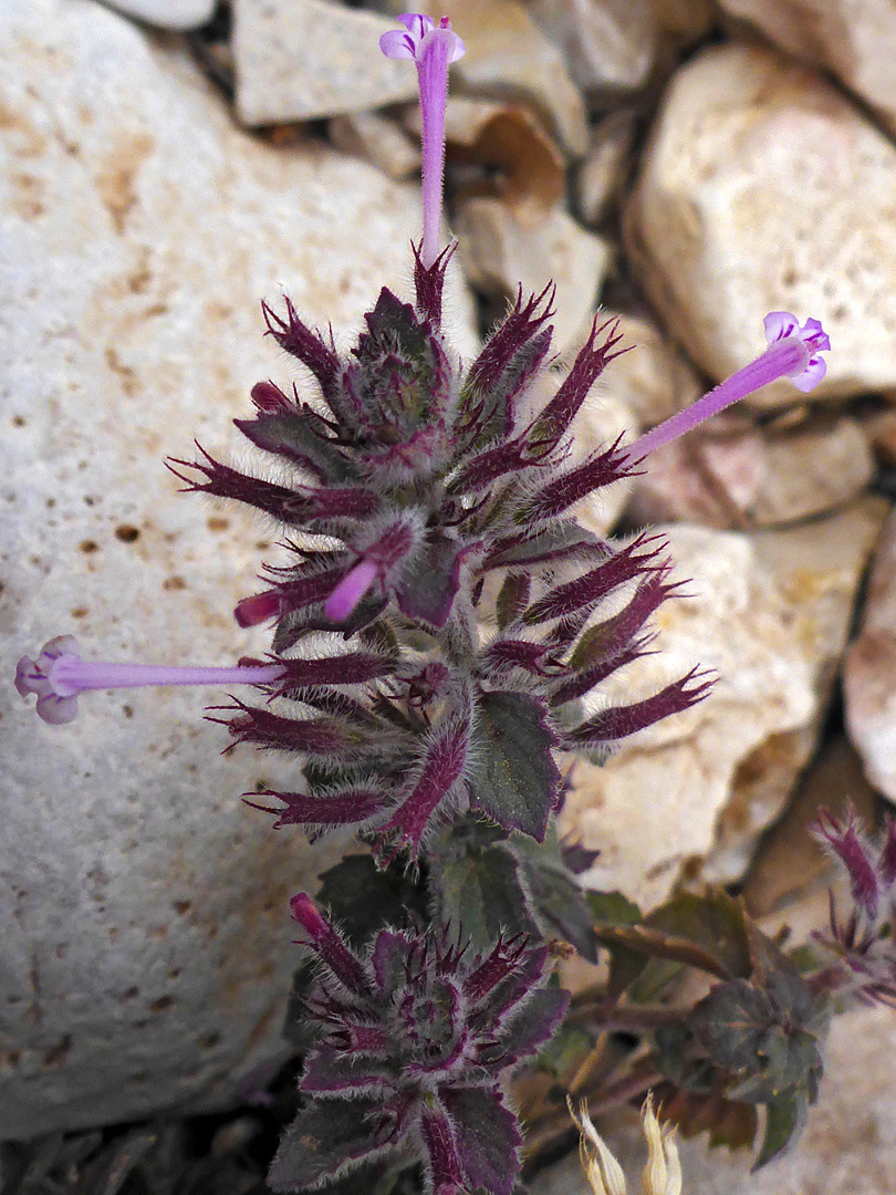 Calyces and corollas