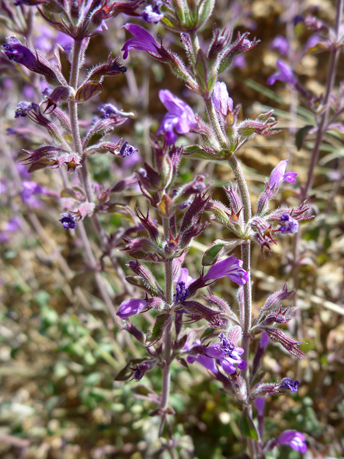 Flowers and bracts