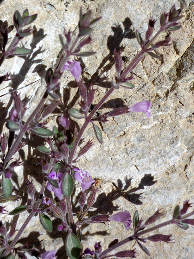 Stems, leaves and flowers