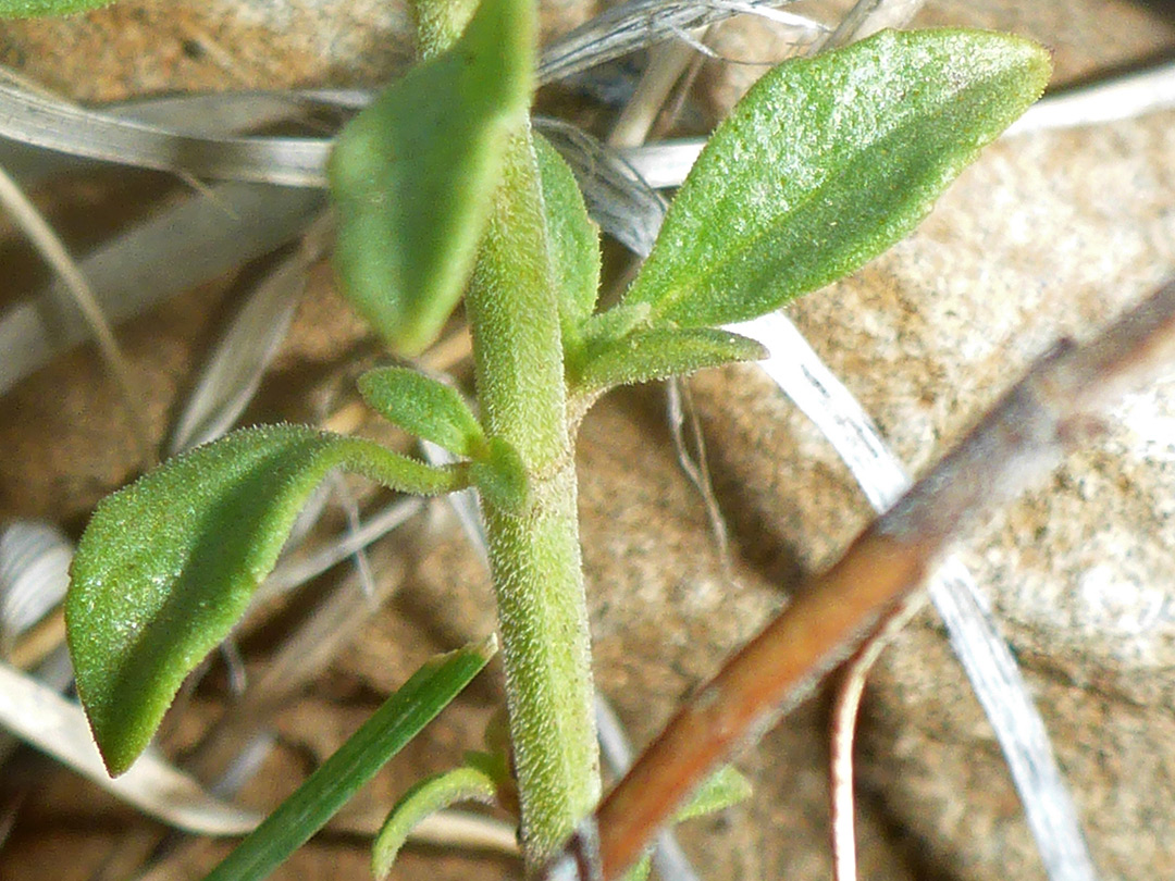 Hairy stem and leaves