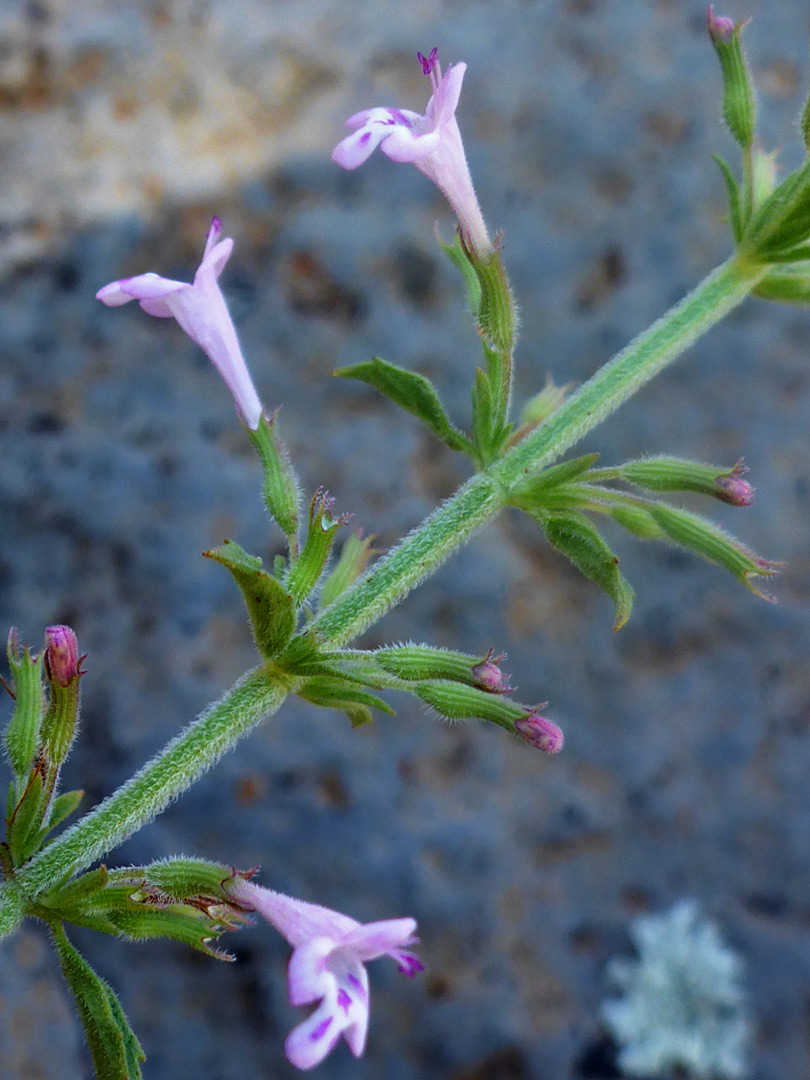 Narrow corollas and calyces