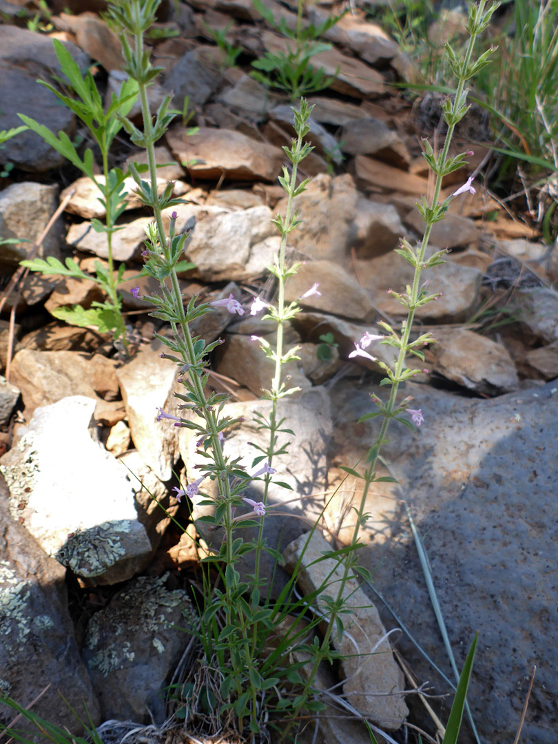 Slender stems