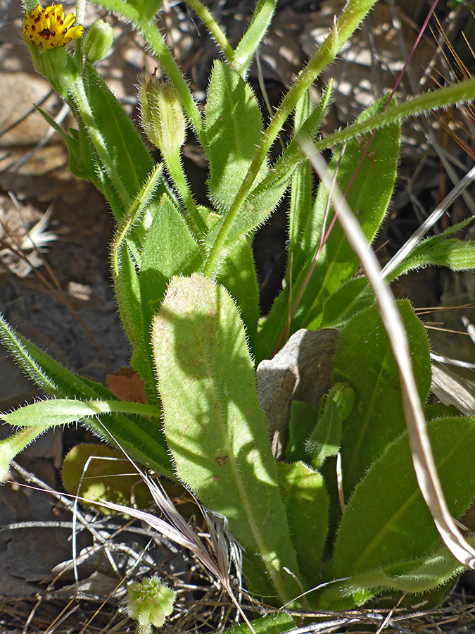 Broad leaves