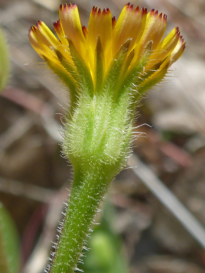 Bristly phyllaries