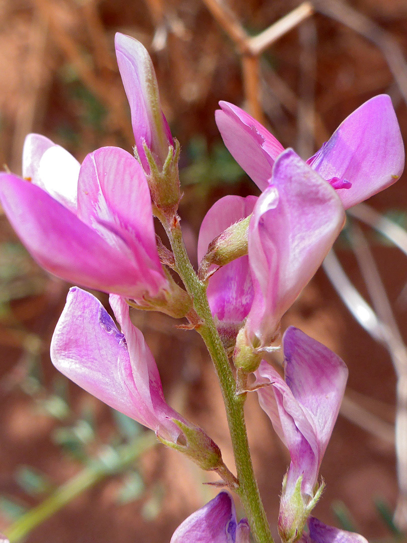 Sparsely hairy calyces