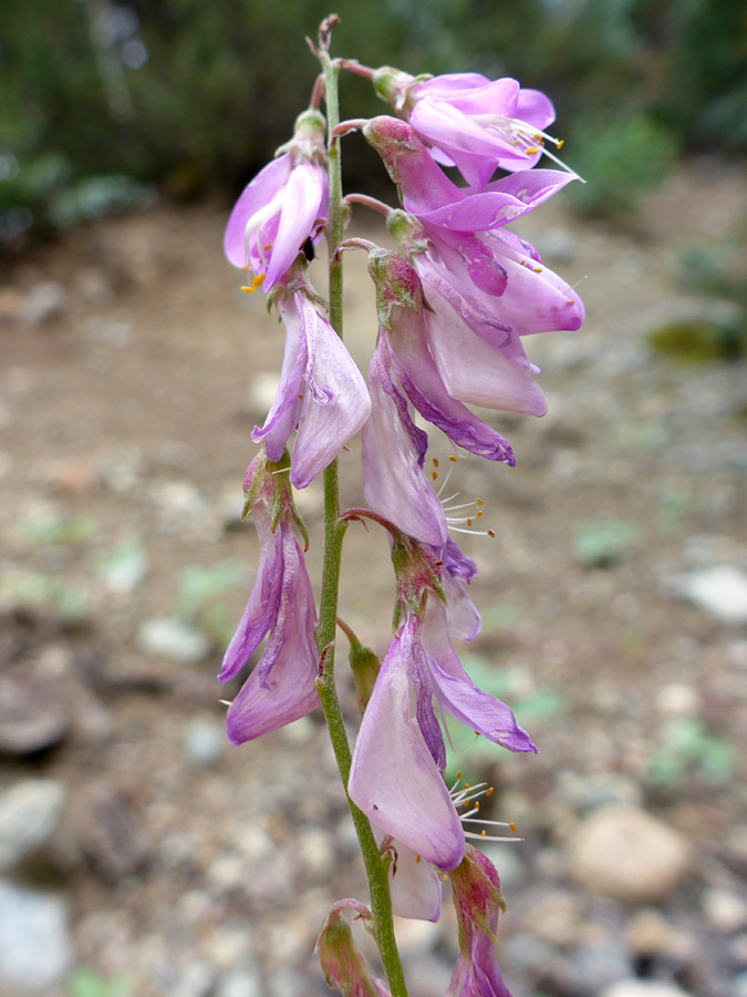 Pink flowers