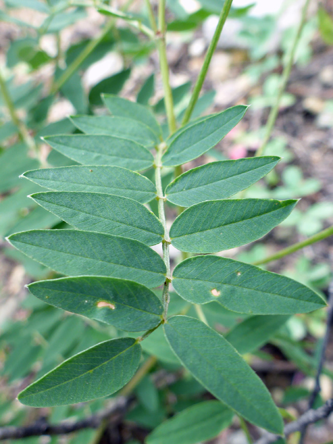 Pinnate leaf