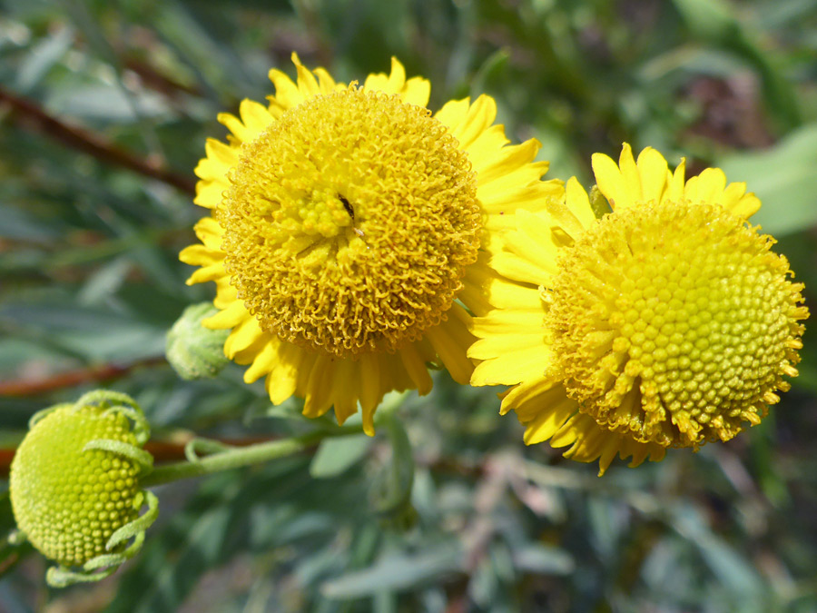 Three flowerheads