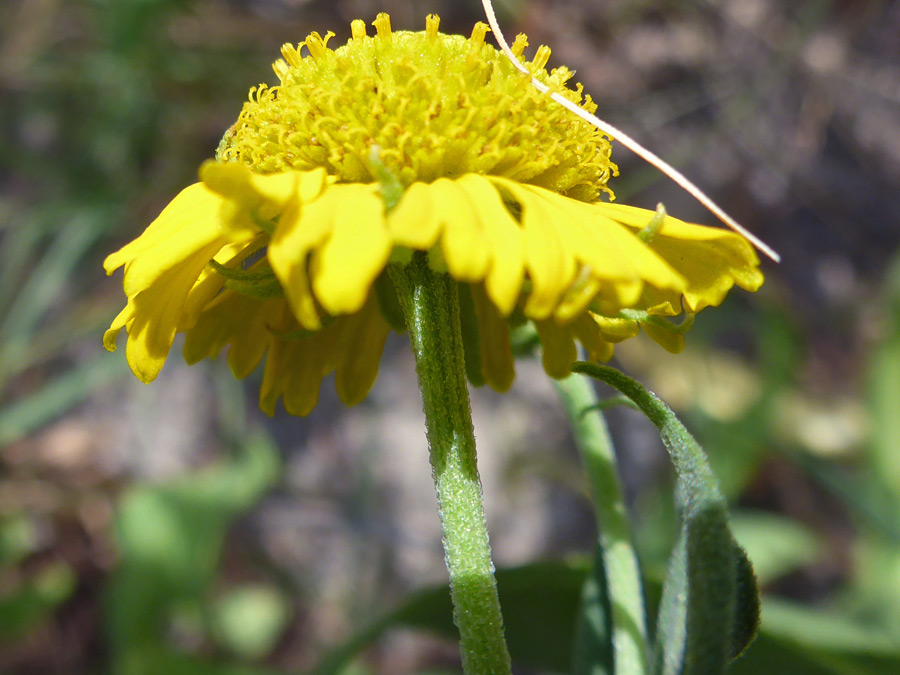 Domed flowerhead