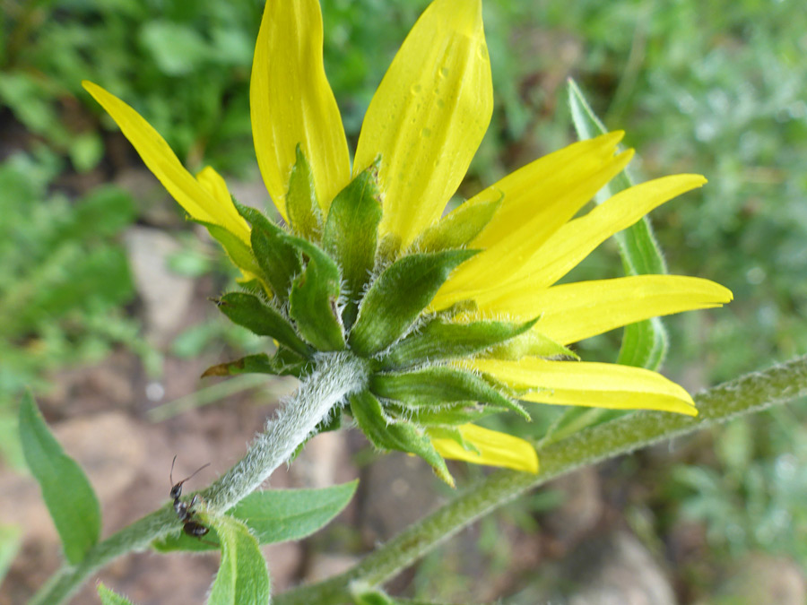 Florets and phyllaries