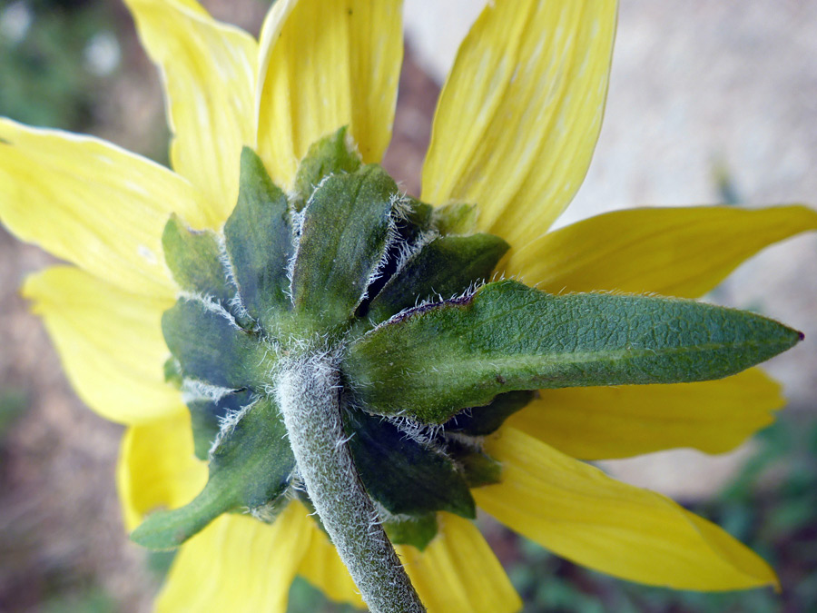 Broad green phyllaries