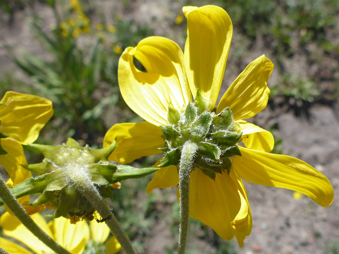 Hairy green phyllaries