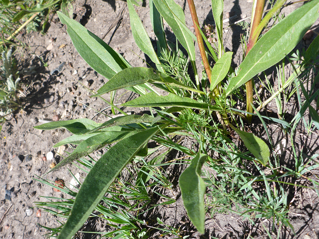 Narrow basal leaves