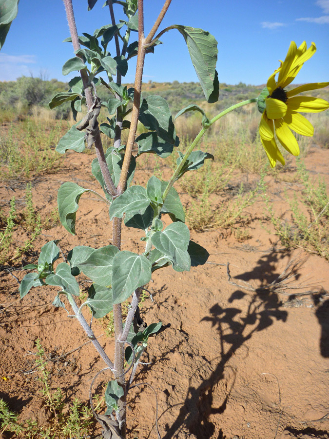 Branched stalk