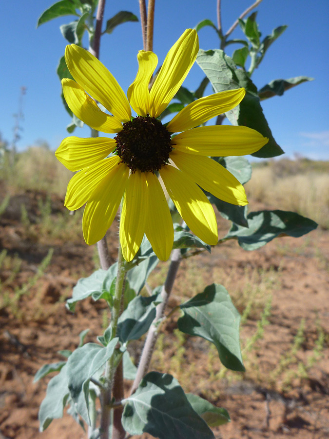 Yellow ray florets