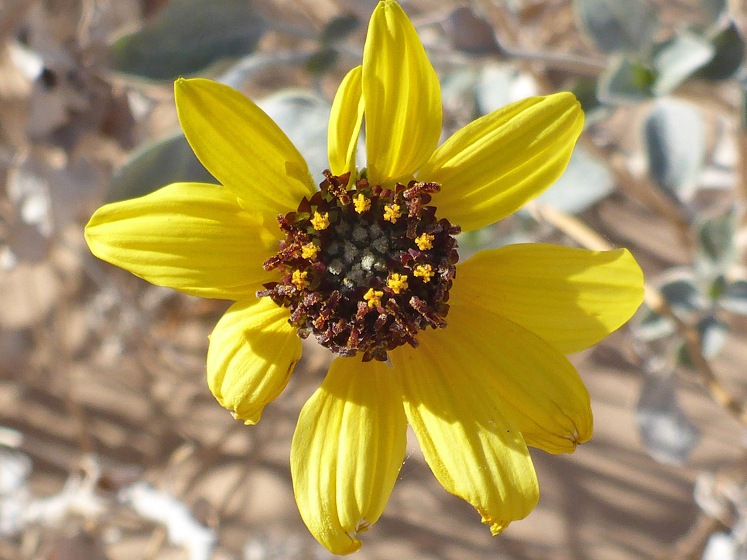 Yellow and purplish flowerhead