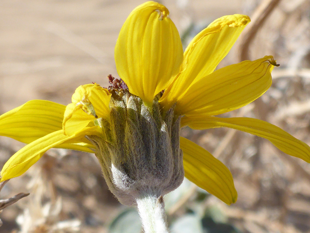 Hairy phyllaries