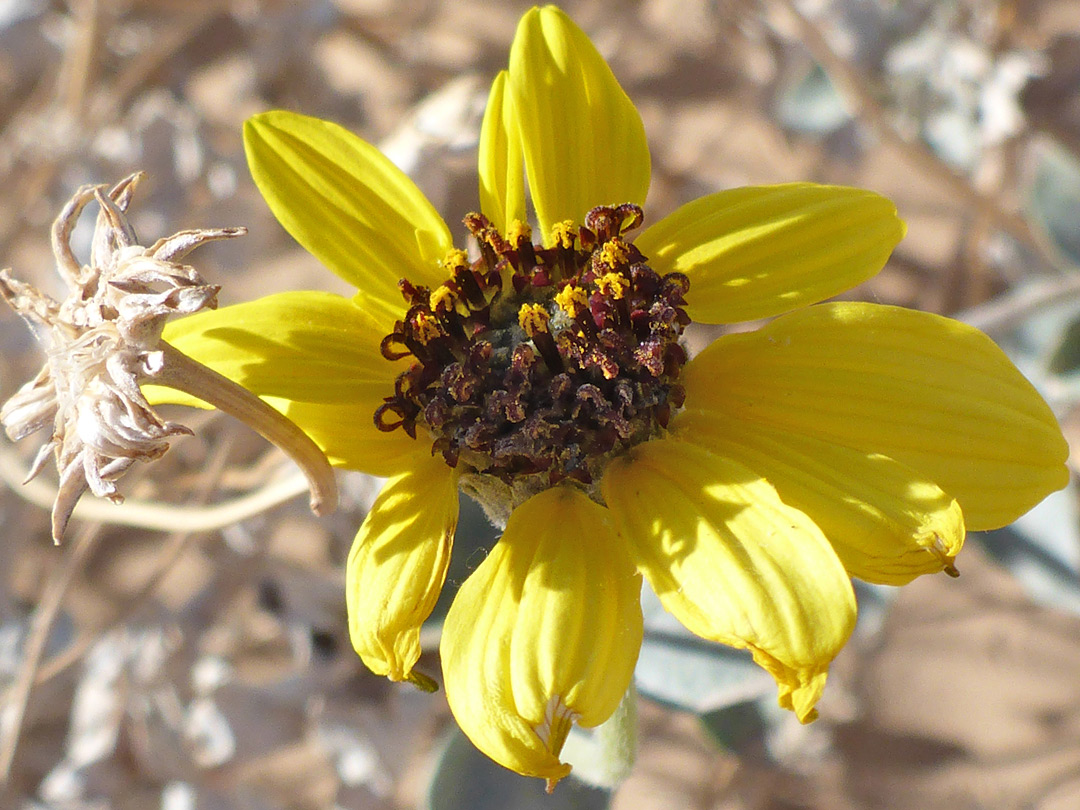 Withered flowerhead