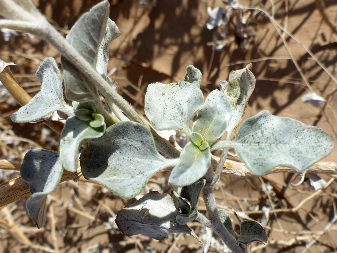 Hairy leaves