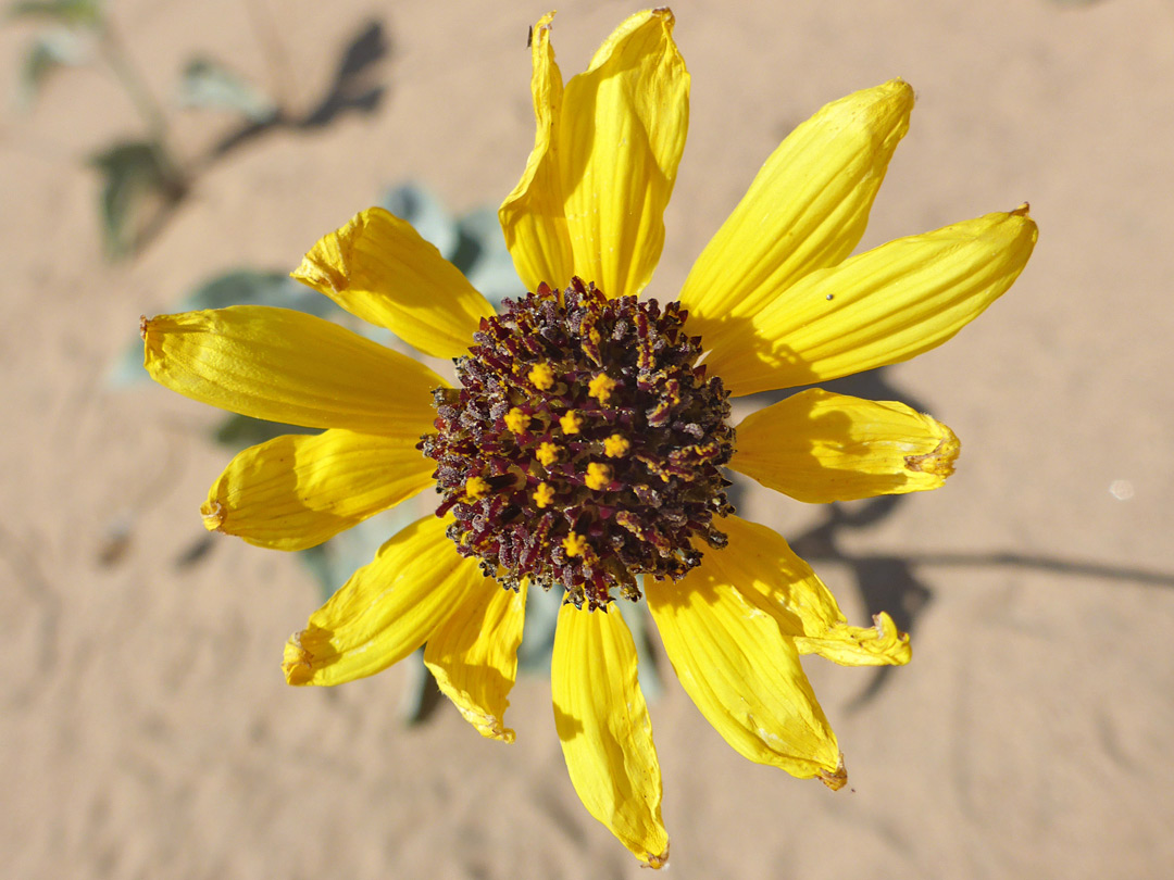 Withering flowerhead