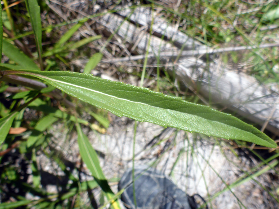 Toothed leaf