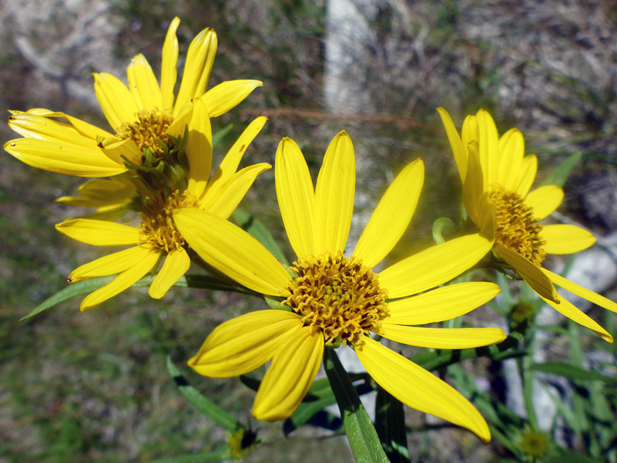 Four flowerheads