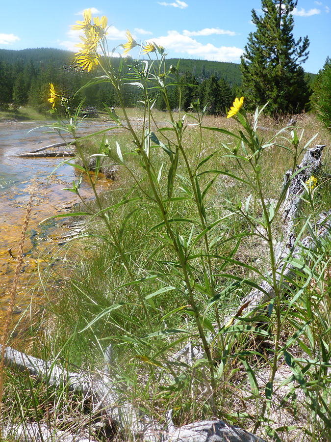 Flowering stems