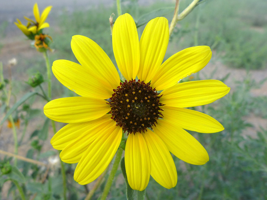 Brown-centered flower