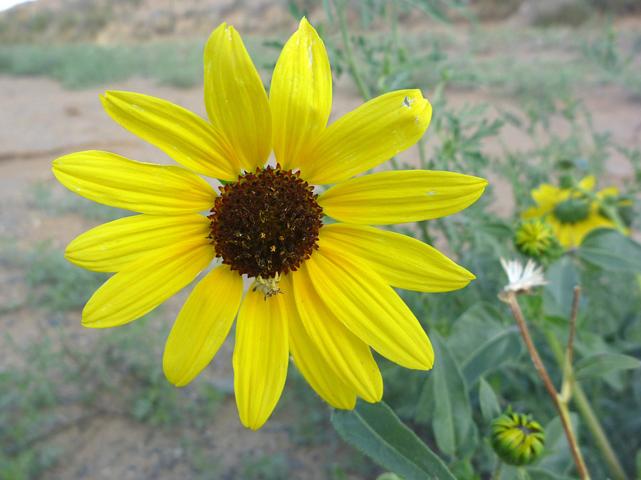 Flowerhead