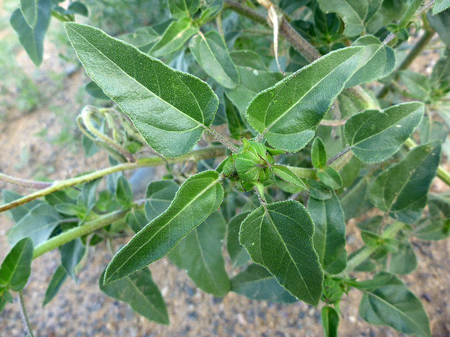 Rough leaves