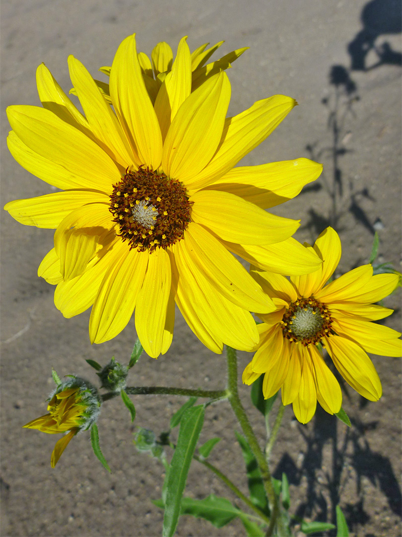 Group of flowers