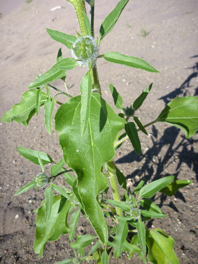 Large and small leaves