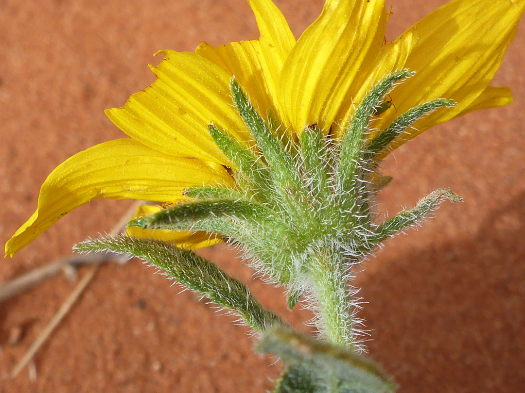 Hairy phyllaries